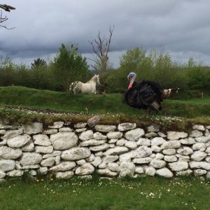 Turkey and horse in beautiful Killarney National Park