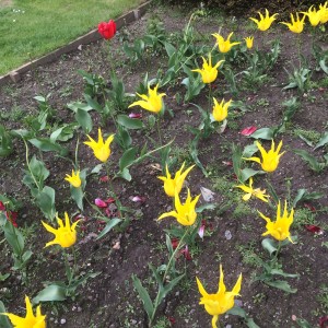 The flowers at Culzean