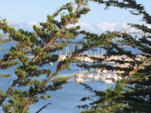 View of the harbor in Bodega Bay from up on the hill