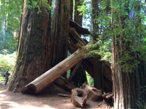 In Stout Grove in the redwoods in Jedidiah Smith State Park , California