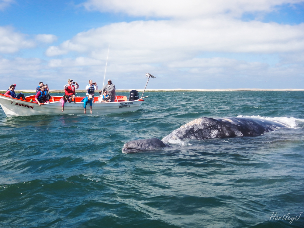 Mom and baby. Also note how close ( and small) the panga is!