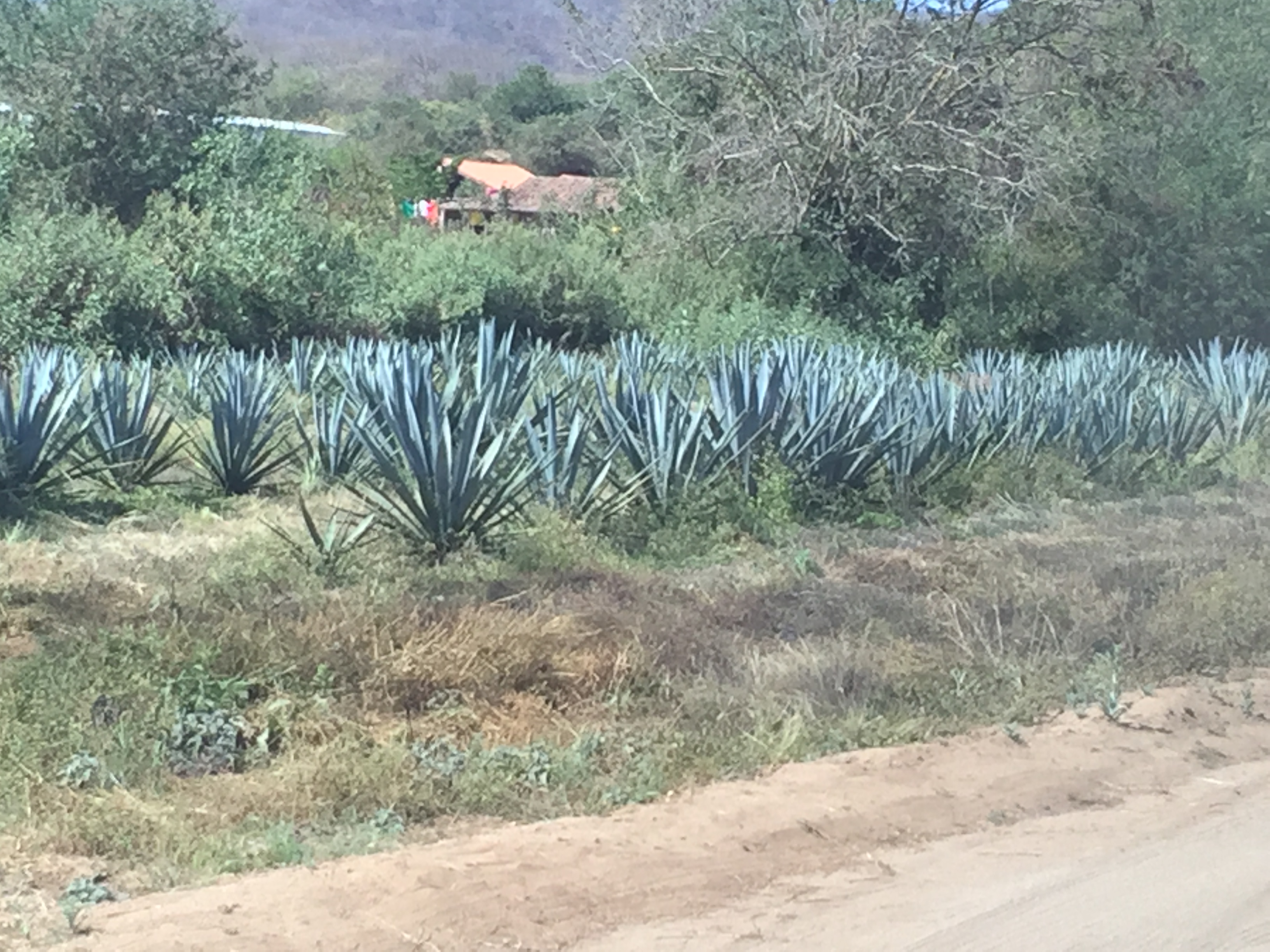 Field of Blue Agave