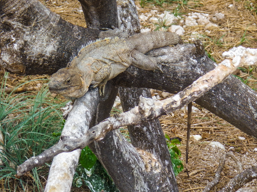 Iguana in the tree