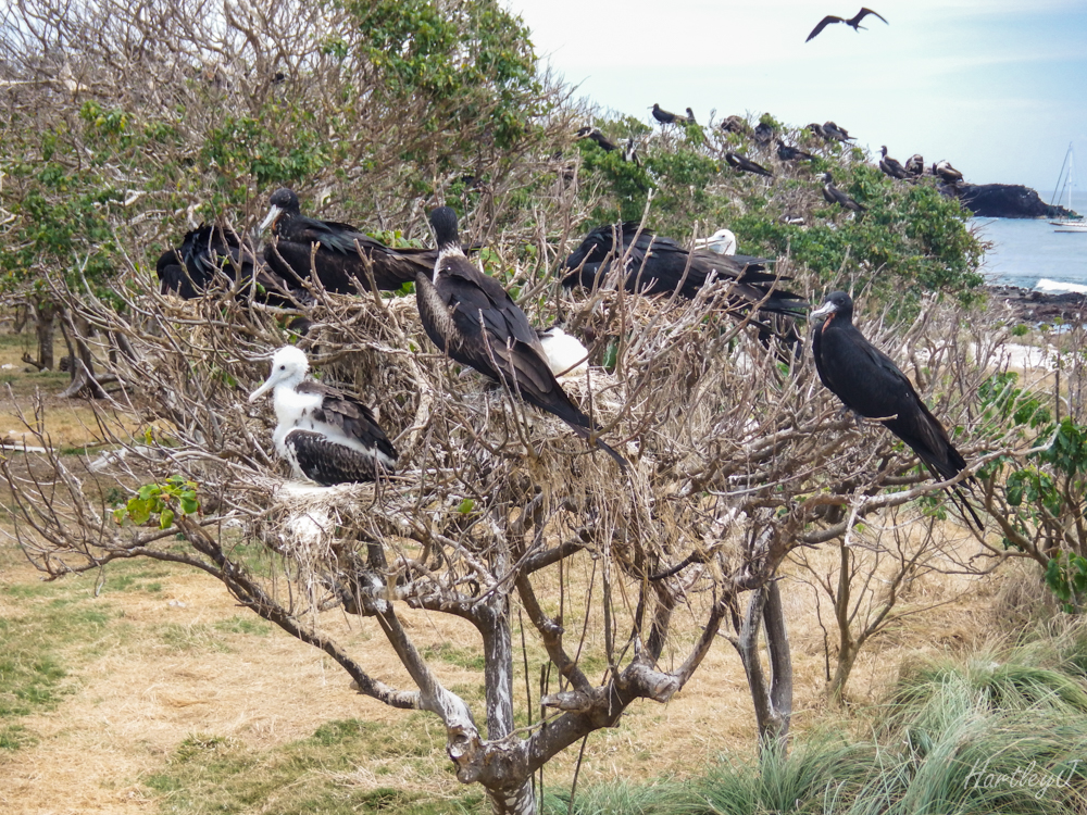 100's of birds in the trees