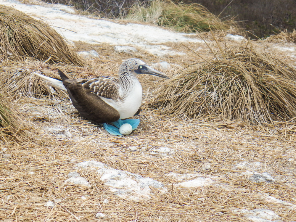 Blue Footed Boobie